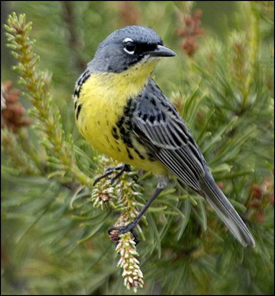 Kirtland’s Warbler in Jack pine tree